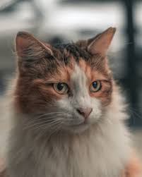 Calico cats are some of the coolest cats there are. Can Calico Cats Be Long Haired 5 Surefire Breeds Feline Follower