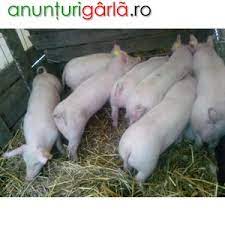 Cumpara sau vinde porci, purcei si scroafe gestante olt alege cele mai bune oferte de porci rasa vietnamezi, mangalita, bazna, duroc si pietran pe animalutul.ro. Purcei De Carne Rasa Pietrain Agricultura Animale Din Caracal Olt