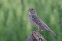 Nur das weibchen brütet, brutdauer. Finkenverwandte Vogel In Deutschland