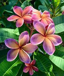 Plumeria Flower Pronunciation Best Flower Wallpaper