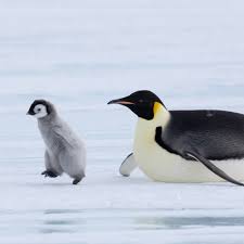 Image result for penguin