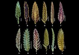 Image result for Pycreus