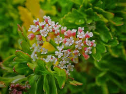 Image result for Polycarpaea prostratum