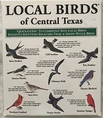 Maybe you would like to learn more about one of these? Local Birds Of Central Texas Local Birds Inc 9781886403475 Amazon Com Books