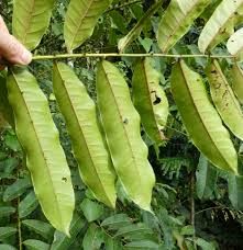 Image result for Zanthoxylum gilletii