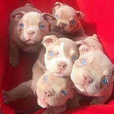 Bbk have blue nose pitbull puppies for sale and xl american bully puppies for sale. American Bully Puppies Adorable Pitbull Puppies For Sale Facebook