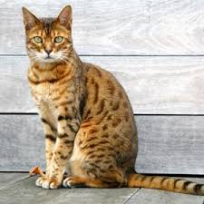 Exotic cats are allowed with a permit. List Of Domesticated Wild Cat Breeds Lovetoknow