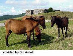 Battered by typhoons and harsh weather its coastlines are dramatic and beautiful. Yonaguni Horse Pony Originated From Ruykuy Islands Mainly Yonaguni Island Located South West From Japan Main Horses Rare Horse Breeds Different Horse Breeds