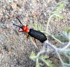 There is a time of year that blister beetles. Calphotos Lytta Magister Arizona Blister Beetle