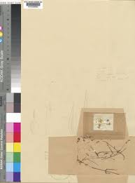 Image result for Sebaea longicaulis