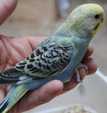 pin by mahdi najafi on parrots budgies parrot parakeet