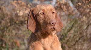 * we offer well puppy guarantees. The Best Parrots In The World Wirehaired Vizsla Puppies For Sale