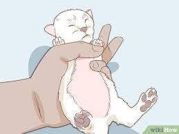 The operation involves the removal of any scar tissue and closing the muscle ring using sutures. 3 Ways To Diagnose And Treat Hernias In Cats Wikihow