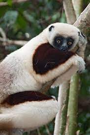 Cocquerel S Sifaka Lemur At Ankarafantsika National Park Weird Animals Lemur Unique Animals