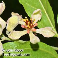 Image result for Grewia herbacea