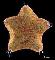 Image result for Xyris parvula