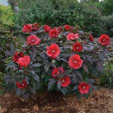 Image result for Hibiscus meyeri