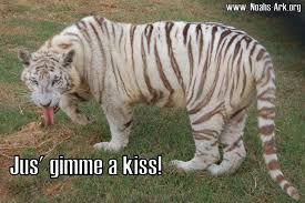 Zuri White Tiger Www Noahs Ark Org Animal Humor Funny Lol Meme Noahs Ark Animals Funny Animals Noahs Ark
