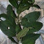 Image result for Maesa lanceolata