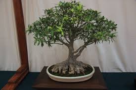 Unfortunately, you will discover that they can be sentenced to death with improper care. 30 Top For Indoor Bonsai Tree Care In Winter Pink Wool