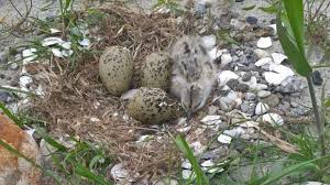 De aanleg van de marker wadden bij flevoland is pas in 2016 officieel begonnen, maar in het afgelopen de vogels vormen ongetwijfeld het meest zichtbare gedeelte van dit voedselweb. Al Meer Dan 120 Vogelsoorten Op Marker Wadden Flevopost