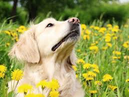 Maybe you would like to learn more about one of these? Dog Skin Allergies Veterinary Dermatologists