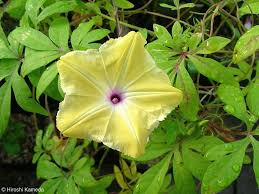 Image result for Ipomoea tuberculata