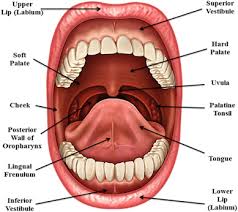 Novel And Revisited Approaches In Nanoparticle Systems For Buccal Drug Delivery Sciencedirect