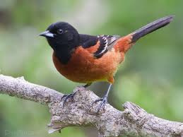 Black And White Bird With Red Throat Ohio Orchard Oriole Oriole Bird World Birds Birds For Kids