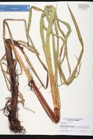 Image result for Scleria lacustris