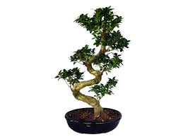 Featuring selected bonsai trees from travis goldstein and other artists. Ficus Bonsai Tree S Shape Evergreen Plants Dubai Garden Centre
