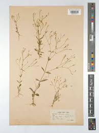 Image result for Canscora diffusa