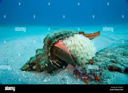 Conch Eggs High Resolution Stock Photography And Images Alamy