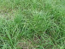 Image result for Carex runssoroensis