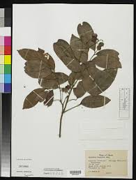 Image result for Aporrhiza