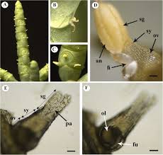 Image result for Salicornia pachystachya