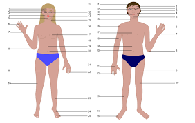 Above the thigh on either side of the body. Human Body Man And Woman With Numbers Openclipart