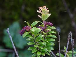 Image result for Vaccinium madagascariense