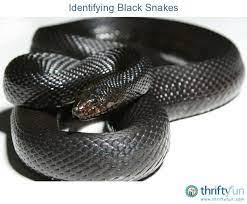 Identifying Black Snakes Black Mamba Snake Snake Types Of Snake