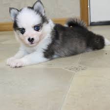 A modern designer breed, today's pomsky breed is fast becoming a favorite among families and singles alike. Free Pomsky Puppies Near Me Puppies For Sale Pomsky Adoption