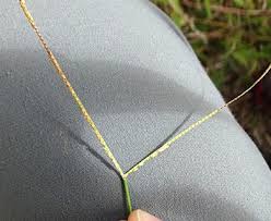 Image result for Paspalum conjugatum