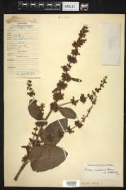 Image result for Rumex nepalensis