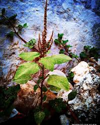 Image result for Amaranthus viridis