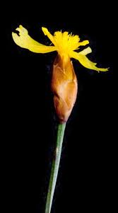 Image result for Xyris schliebenii