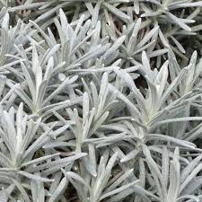 Image result for Helichrysum lastii