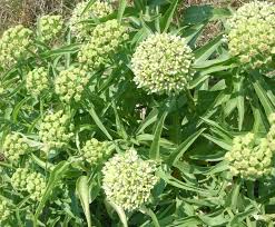 Got Milkweed Updated Plant Guide For Central And South Texas Plants Texas Native Plants Tropical Garden Plants