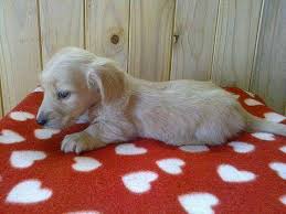 Miniature dachshund puppies for sale in houston texas. Long Hair Cream Mini Dachshund Female For Sale In Houston Texas Classified Americanlisted Com