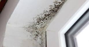 Si Vous Rencontrez Des Problemes Avec La Moisissure Dans Votre Maison Et Vous Ne Savez Pas Comm Enlever Les Moisissures Taches De Moisissure Moisissure Plafond