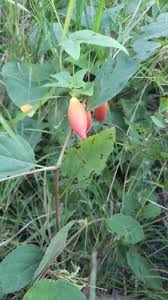 Image result for Coccinia senensis