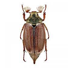 Een meikever leeft van andere insecten. 7 Ideeen Over Wo De Meikever Insecten Kevers Dieren